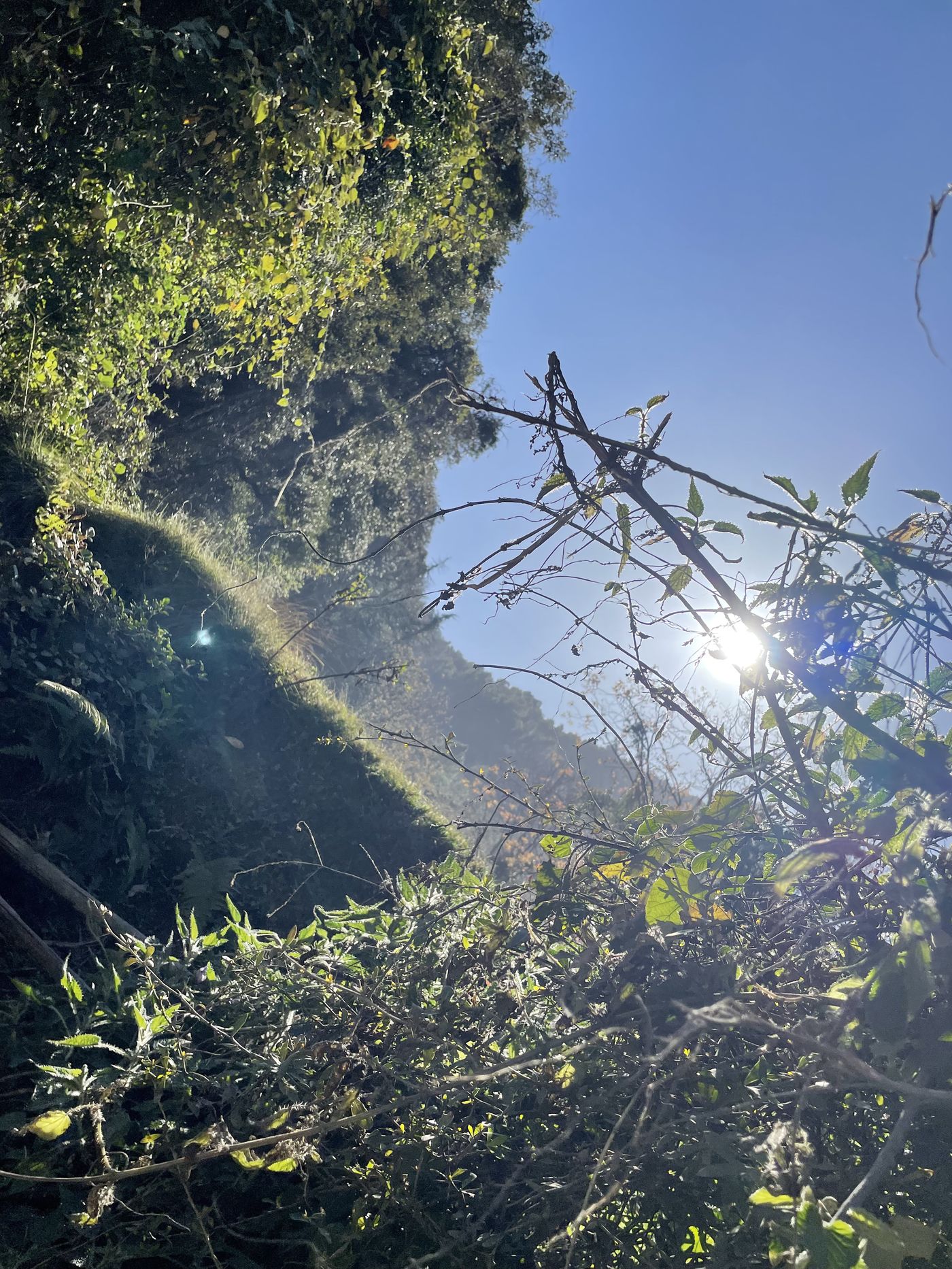 Sunlight through a hillside forest